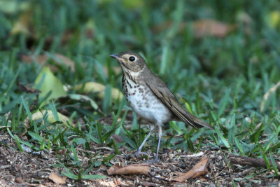 Swainson's Thrush