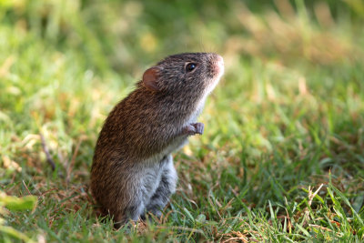 Cotton Rat