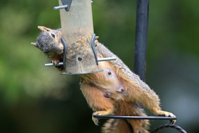 Hungry Fox Squirrel