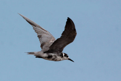 Black Tern