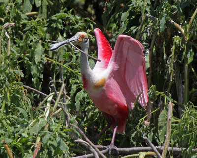 Roseate Spoonbill