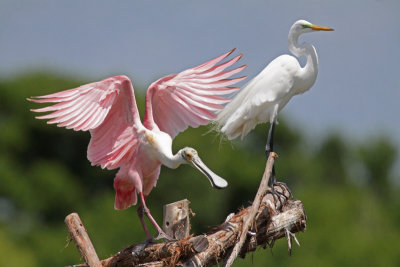 Roseate Spoonbill and Great Egret