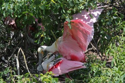 Roseate Spoonbill