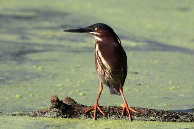 Green Heron