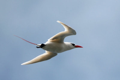 Red-tailed Tropicbird