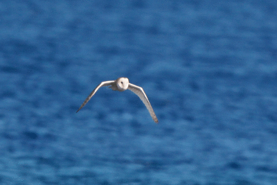 Barn Owl flying in from the ocean