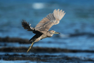 Black-crowned Night-heron ('Auku'u)