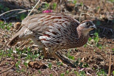 Erckel's Francolin