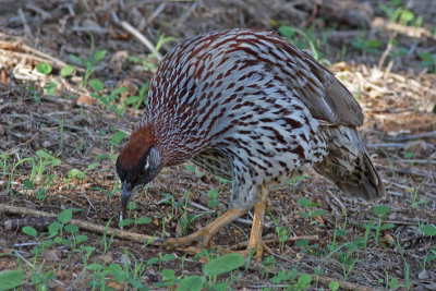 Erckel's Francolin