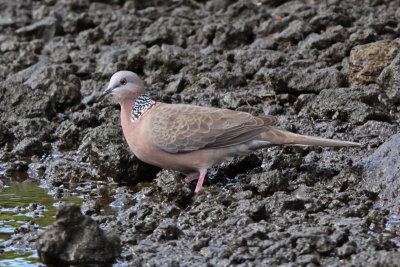 Spotted Dove