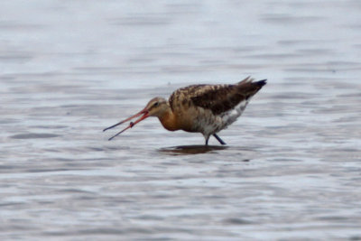 Black-tailed Godwit