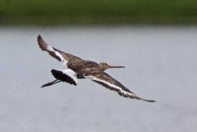 Black-tailed Godwit