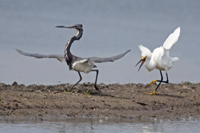 Snowy Egret and Tricolored Heron