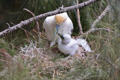 Red-footed Booby (`A)