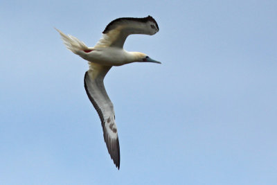 Red-footed Booby (`A)