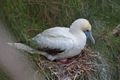 Red-footed Booby (`A)