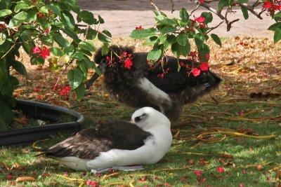 Laysan Albatross (Moli)