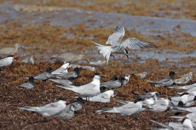 Black Terns and friends