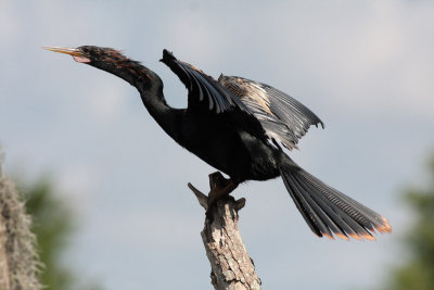 Anhinga