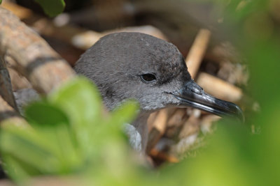 Wedge-tailed Shearwater (`Ua`u kani)