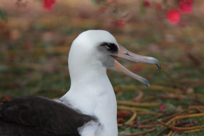 Laysan Albatross (Moli)