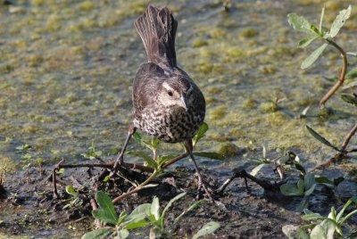 Red-winged Blackbird