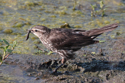 Red-winged Blackbird