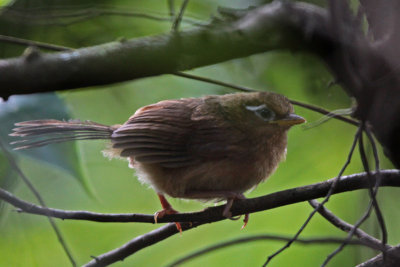 Hwamei (Melodious Laughing Thrush)