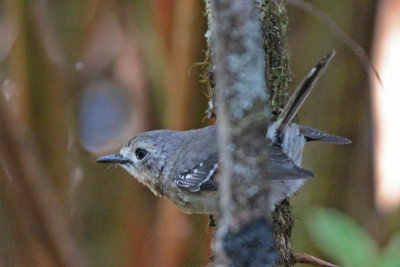 `Elepaio (Kaua`i)