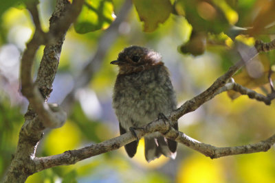 `Elepaio (Kaua`i)