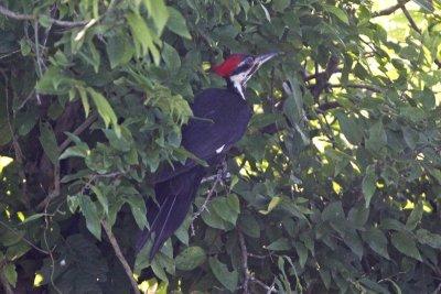 Pileated Woodpecker