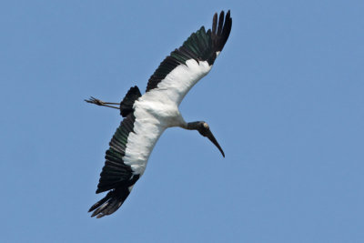 Wood Stork Landing
