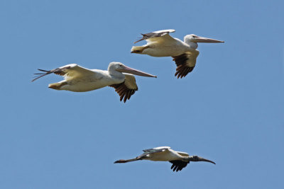 American White Pelicans with Wood Stork