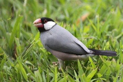 Java Sparrow