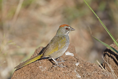 Green-tailed Towhee