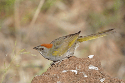 Green-tailed Towhee