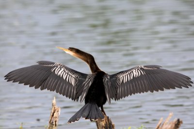 Anhinga