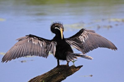 Anhinga