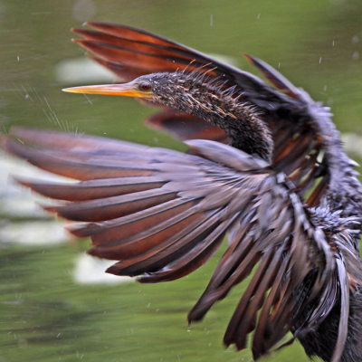 Anhinga