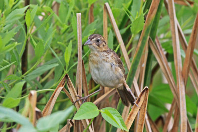 Seaside Sparrow