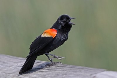 Red-winged Blackbird