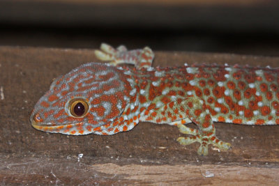 Gecko (Laos)