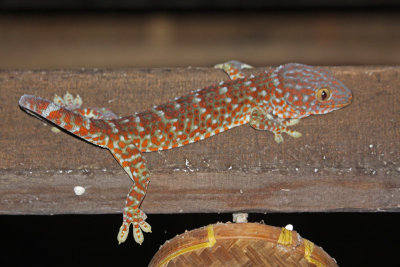 Gecko (Laos)