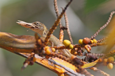 Cambodian lizard eating moth.