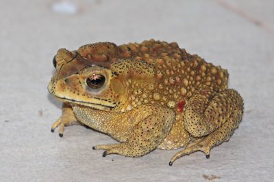Black-spined Toad