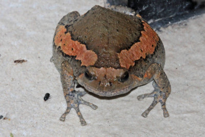 Painted Narrow-mouth Frog