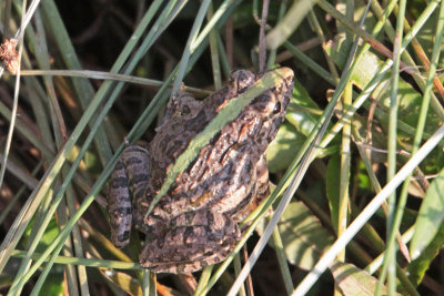 Fejervarya sp. (limnocharis?)