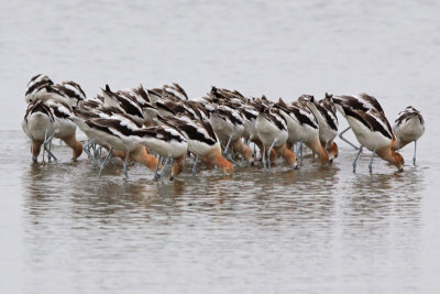 American Avocets