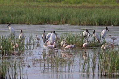 Brazoria National Wildlife Refuge