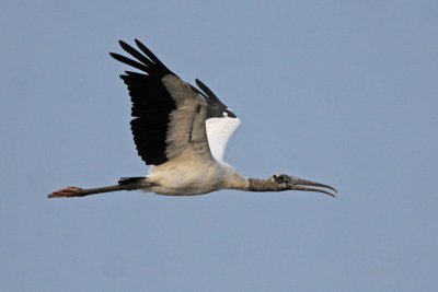 Wood Stork